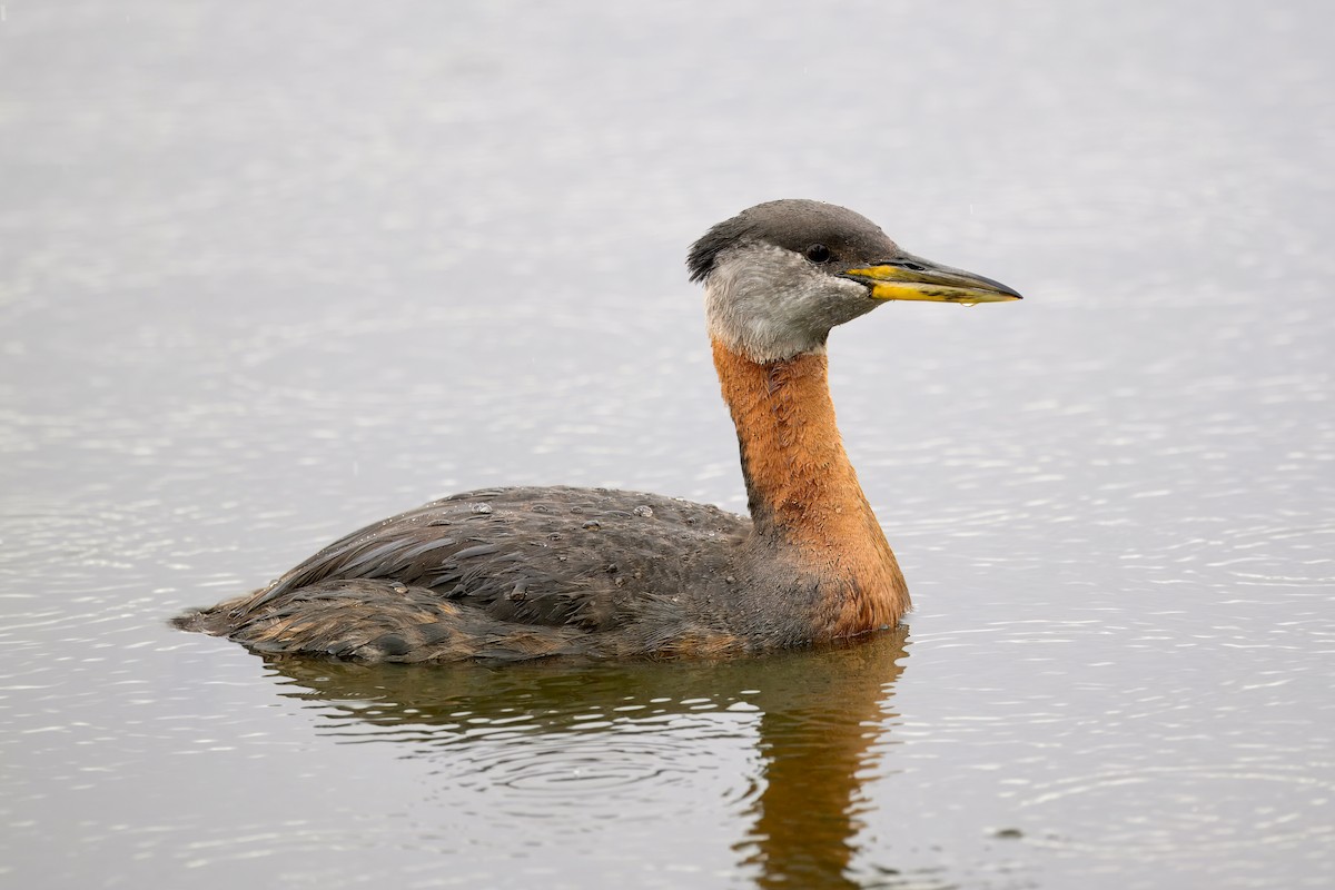 Red-necked Grebe - ML621006369