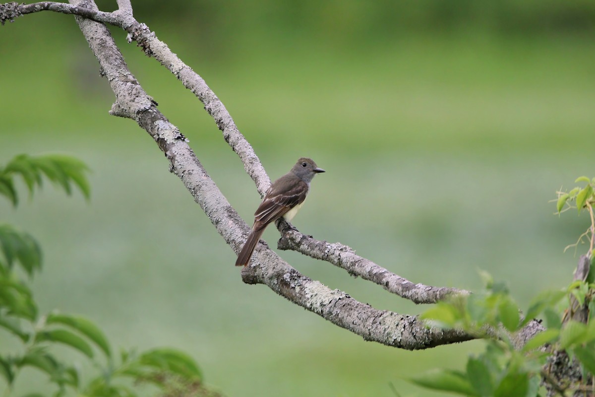 Great Crested Flycatcher - ML621006372