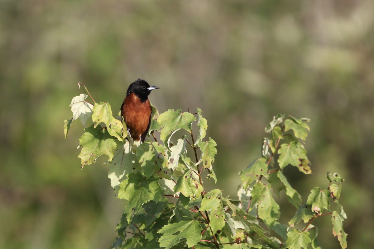 Orchard Oriole - ML621006448
