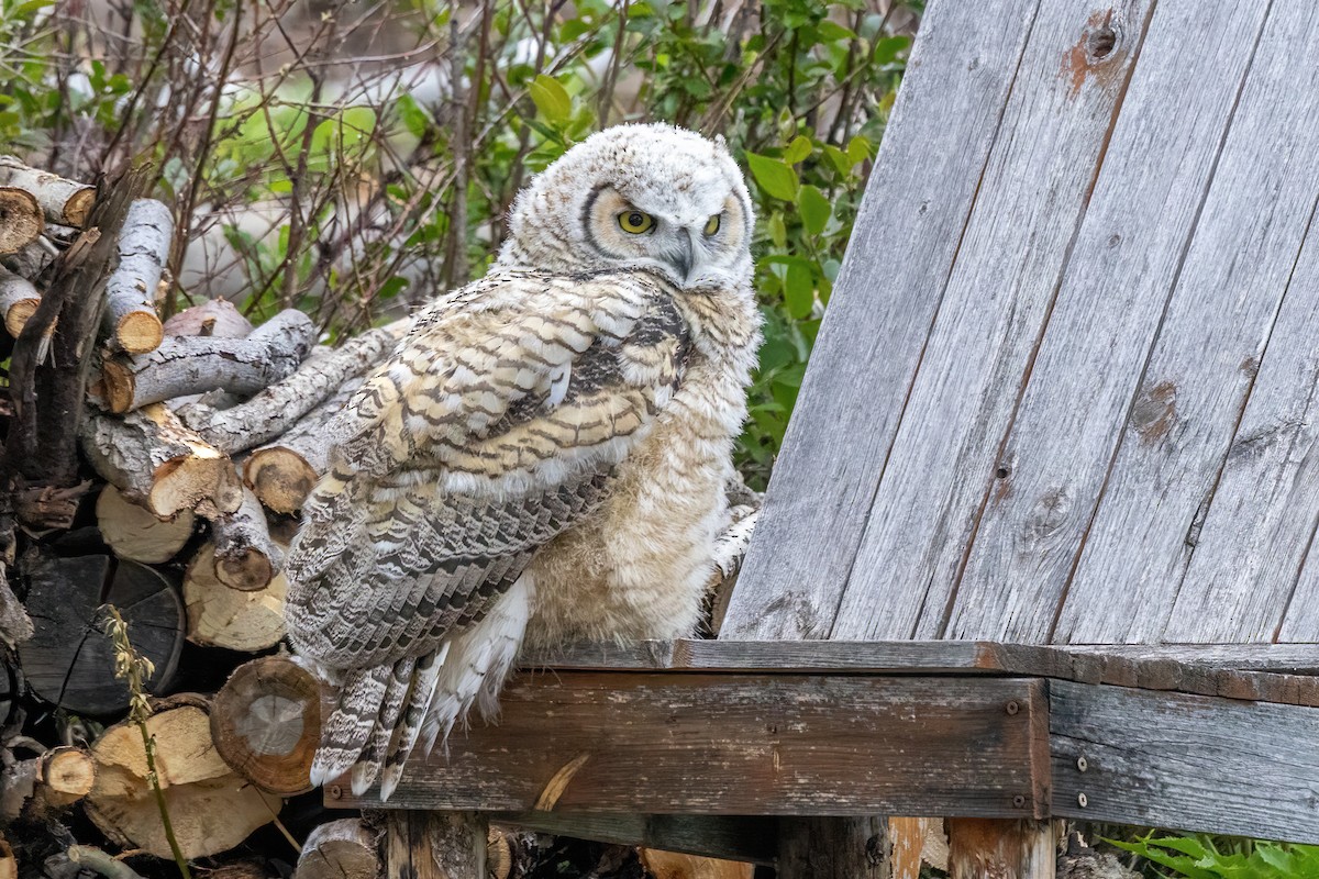Great Horned Owl - ML621006453