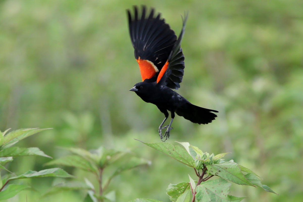 Red-winged Blackbird - ML621006470