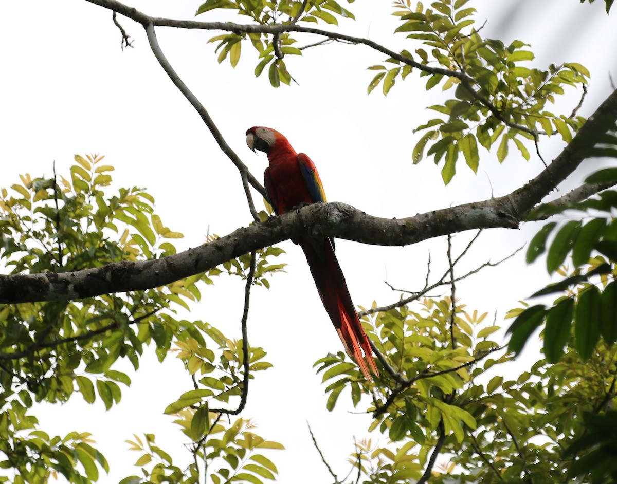 Scarlet Macaw - ML621006471