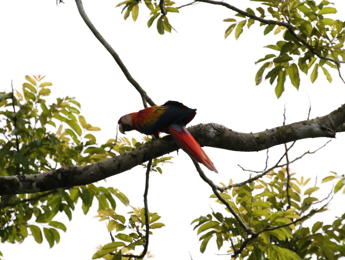 Scarlet Macaw - ML621006474