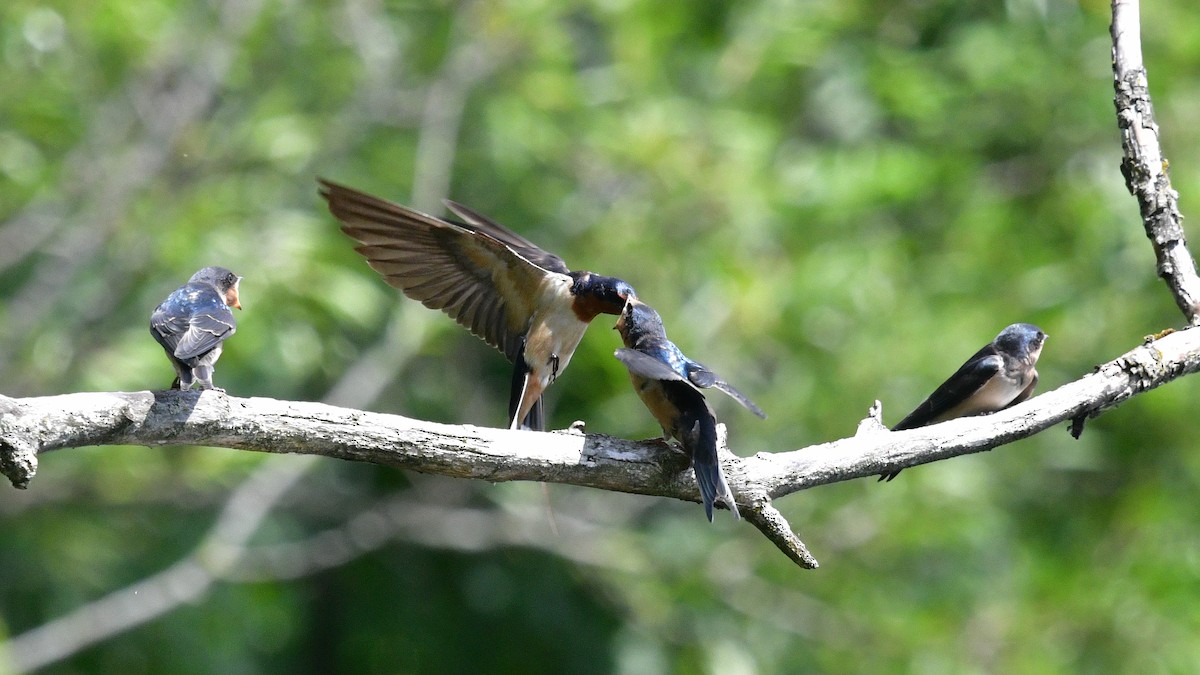 סנונית רפתות - ML621006496