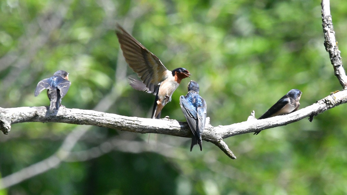 סנונית רפתות - ML621006499