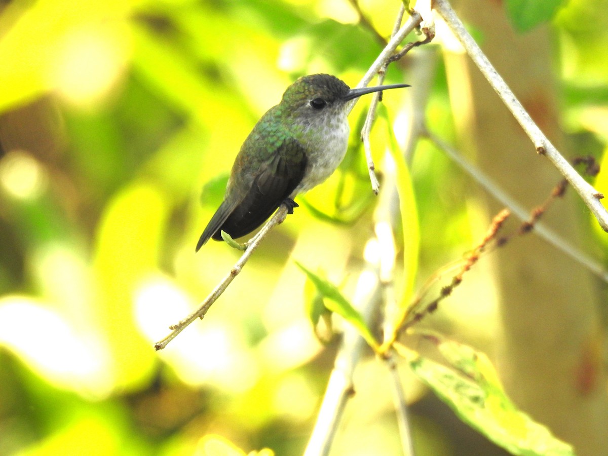 Olive-spotted Hummingbird - ML621006518
