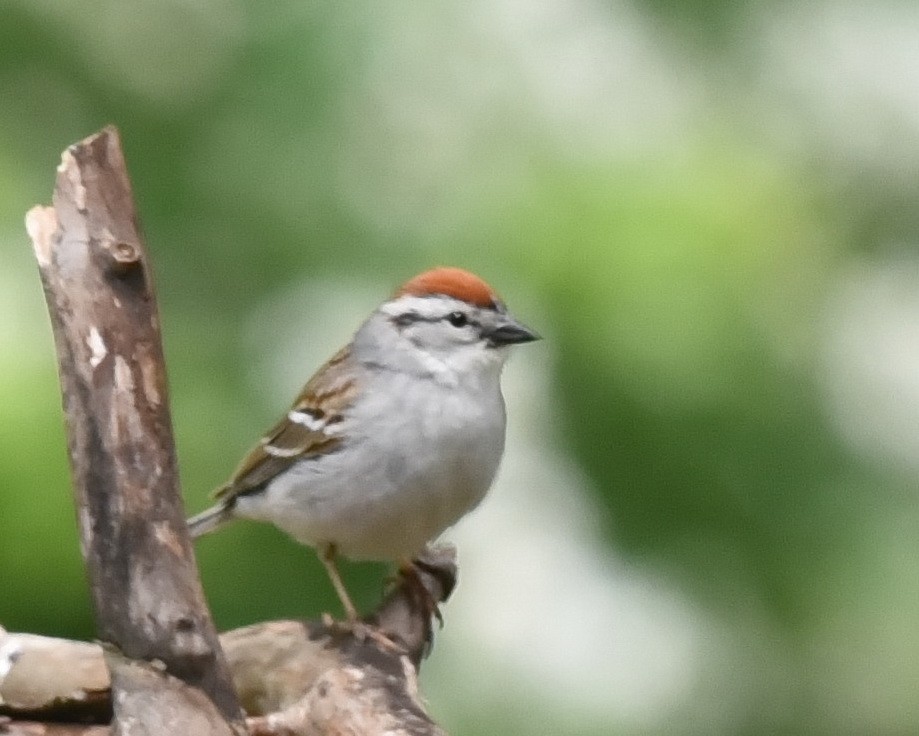 Chipping Sparrow - ML621006526
