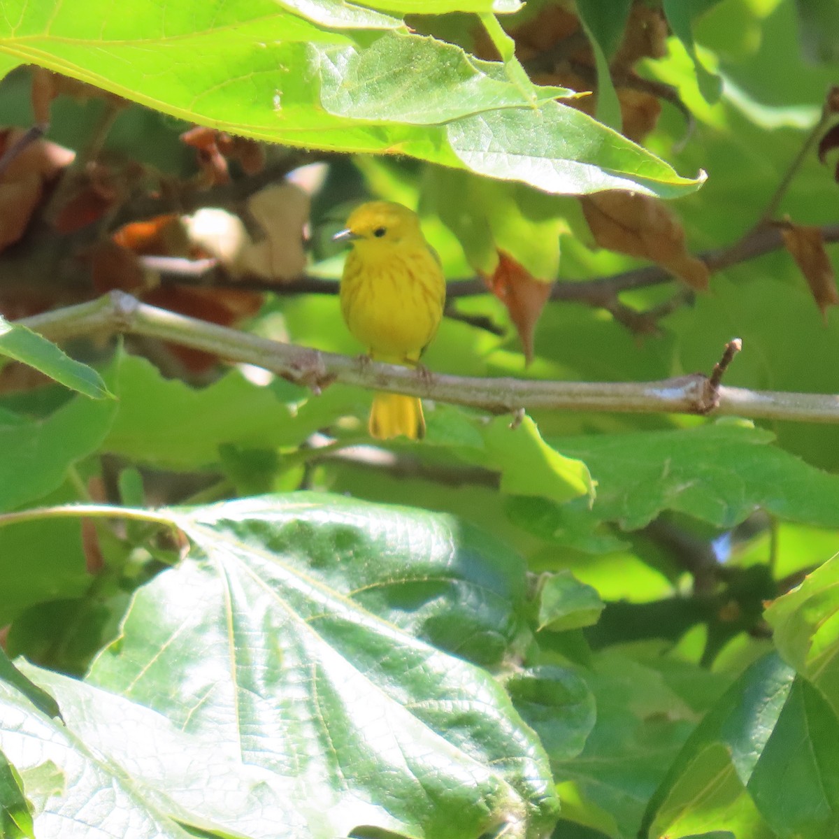 Yellow Warbler - ML621006530