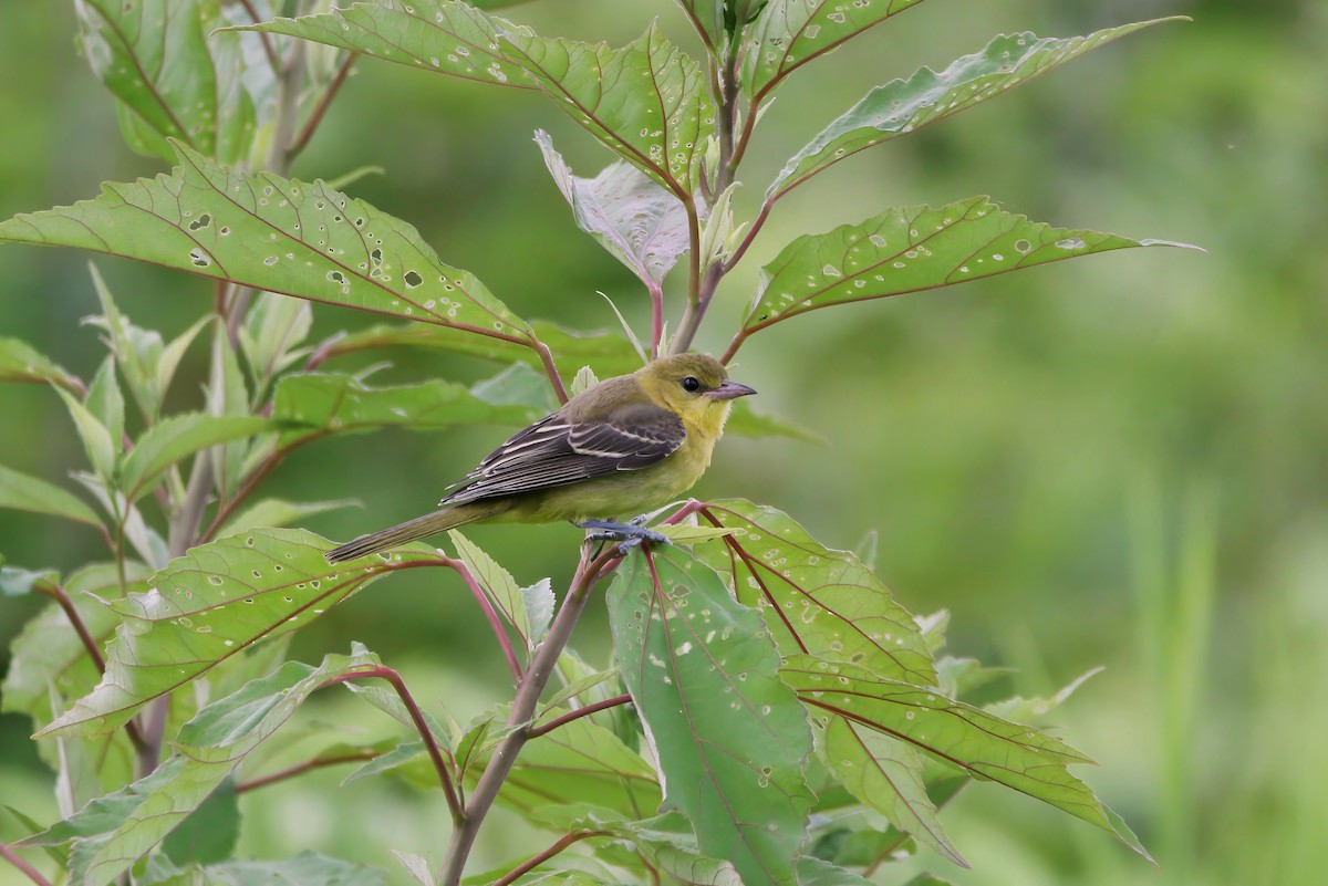 Orchard Oriole - ML621006536