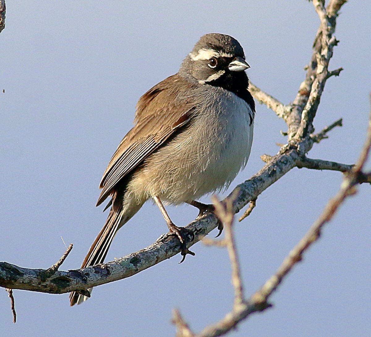 Black-throated Sparrow - ML621006537