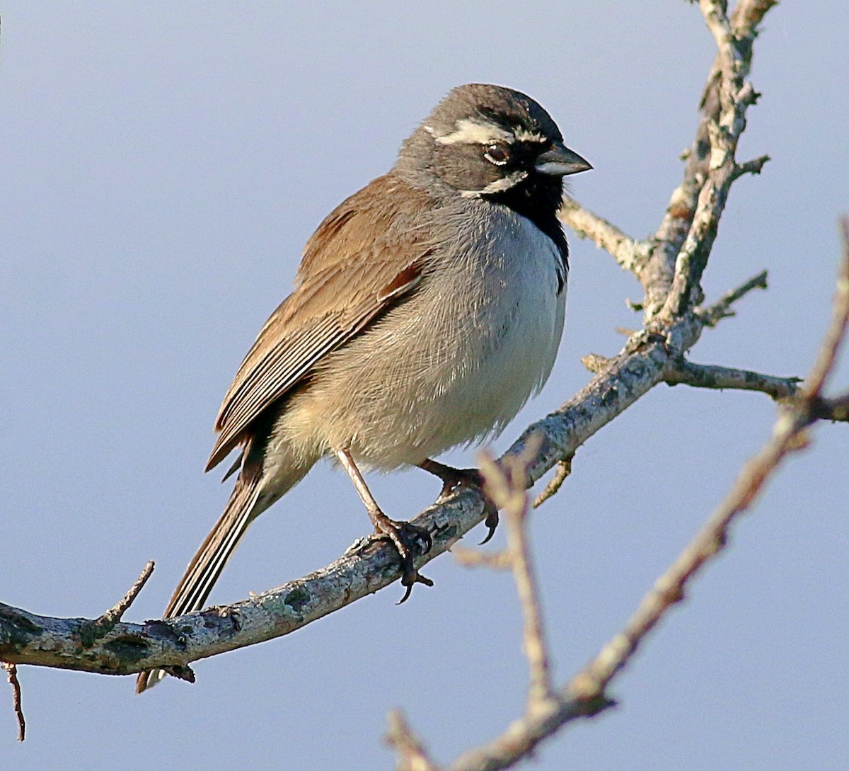 Black-throated Sparrow - ML621006538