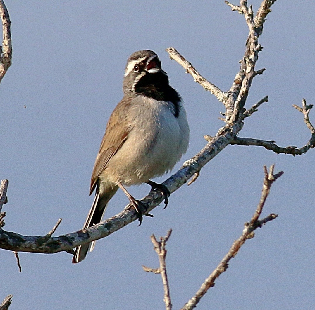 Black-throated Sparrow - ML621006540