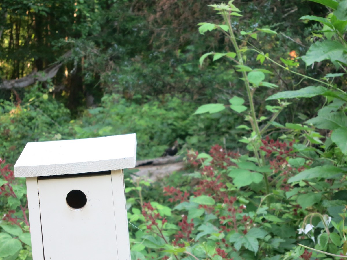 Pileated Woodpecker - ML621006566