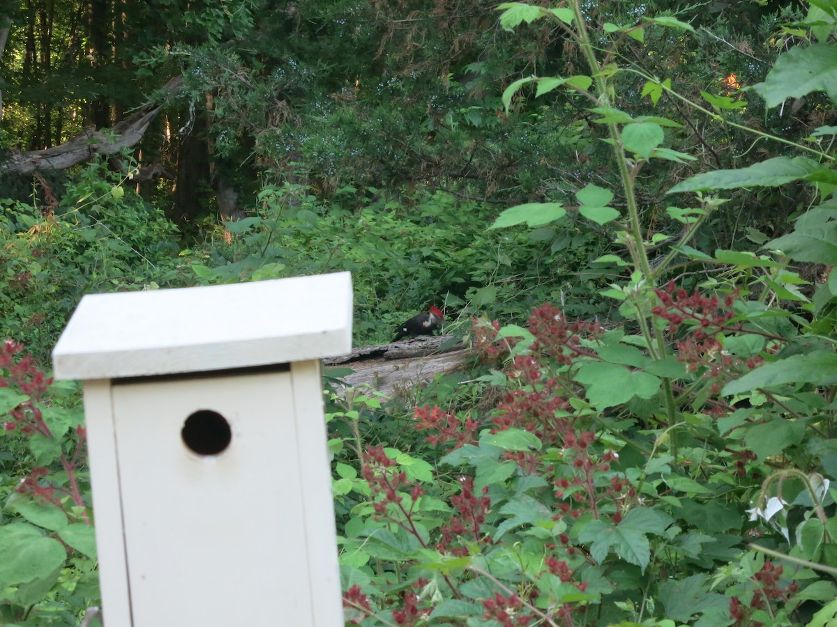 Pileated Woodpecker - ML621006568