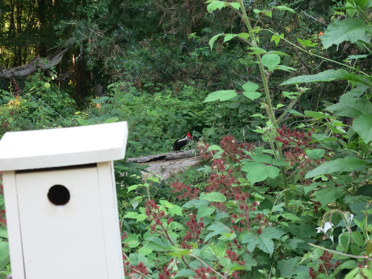 Pileated Woodpecker - ML621006569