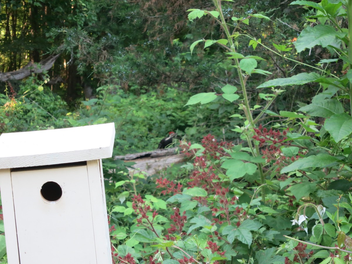Pileated Woodpecker - ML621006570