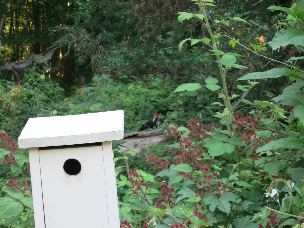 Pileated Woodpecker - Adit Kapadia