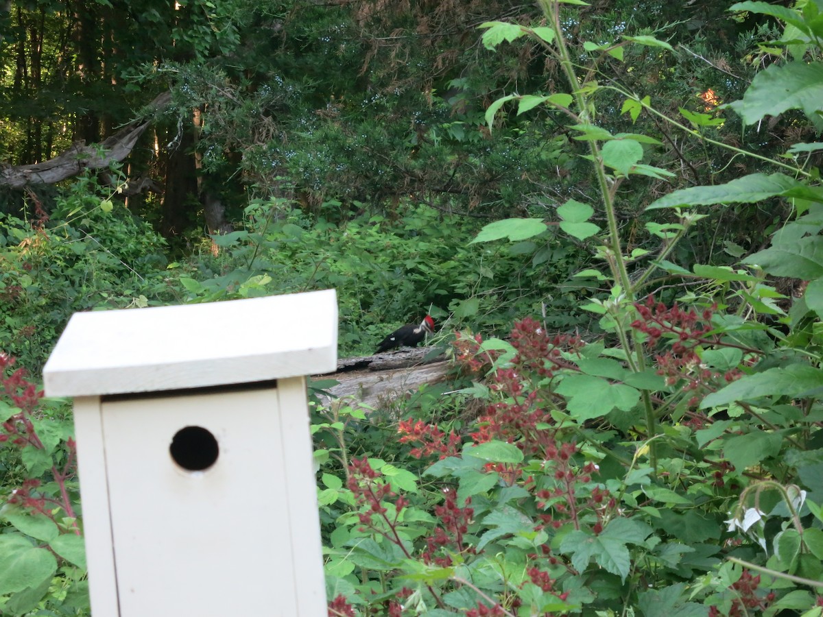 Pileated Woodpecker - ML621006573