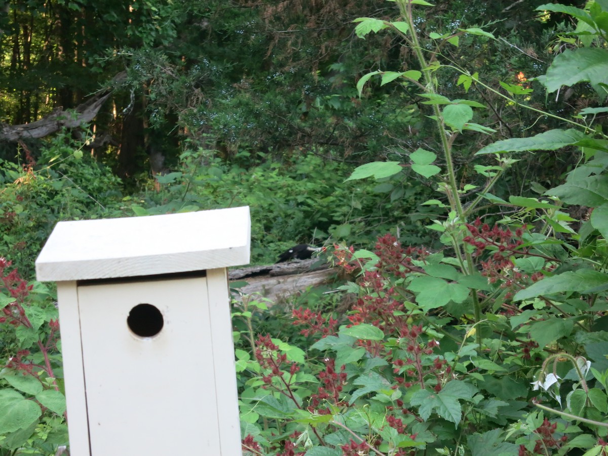 Pileated Woodpecker - Adit Kapadia