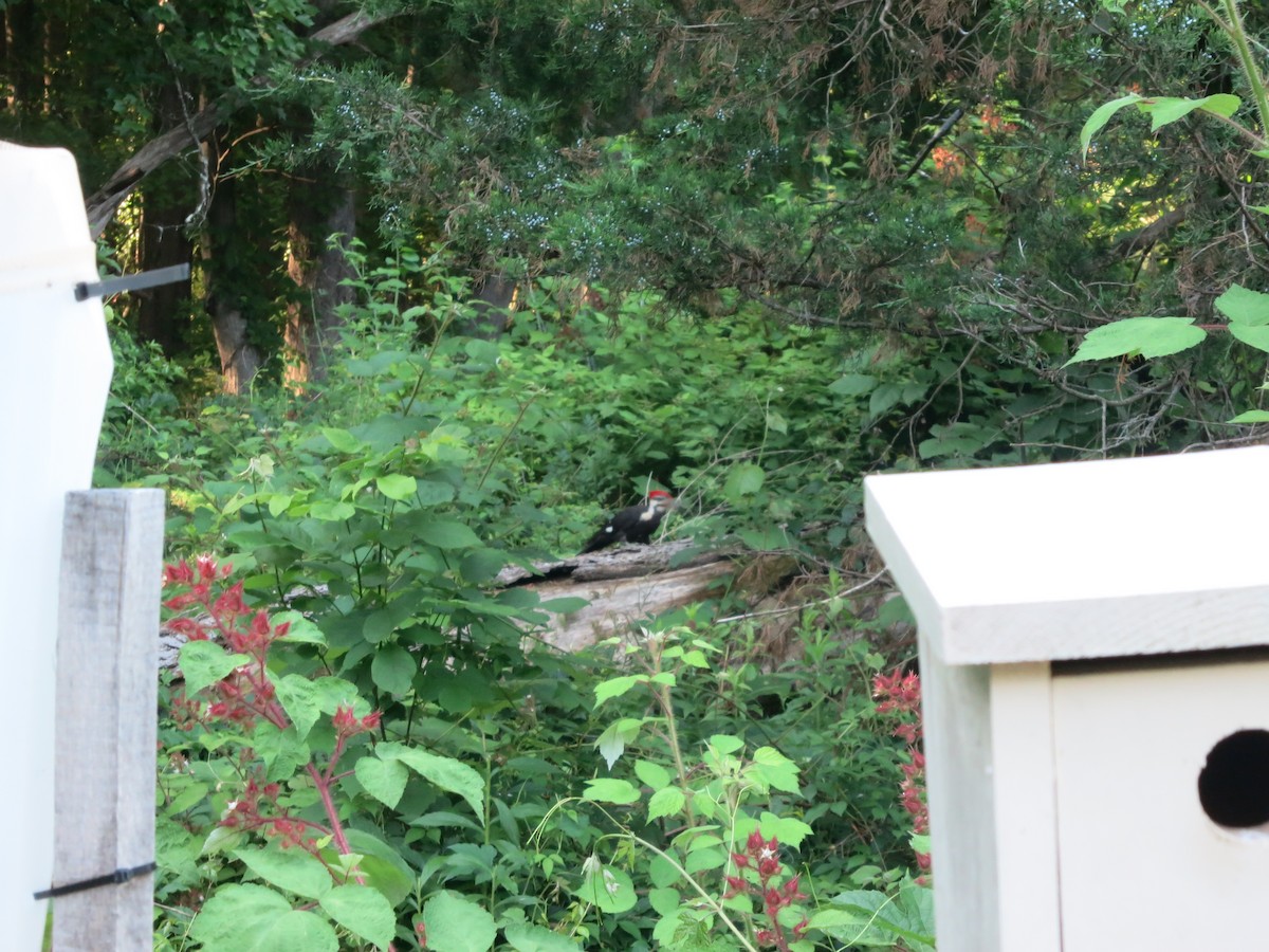 Pileated Woodpecker - ML621006575