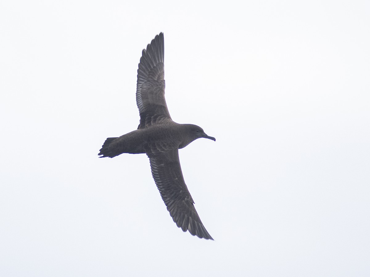 Sooty Shearwater - ML621006581