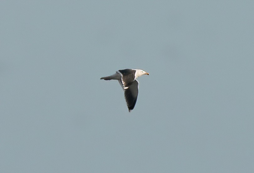 Great Black-backed Gull - ML621006584