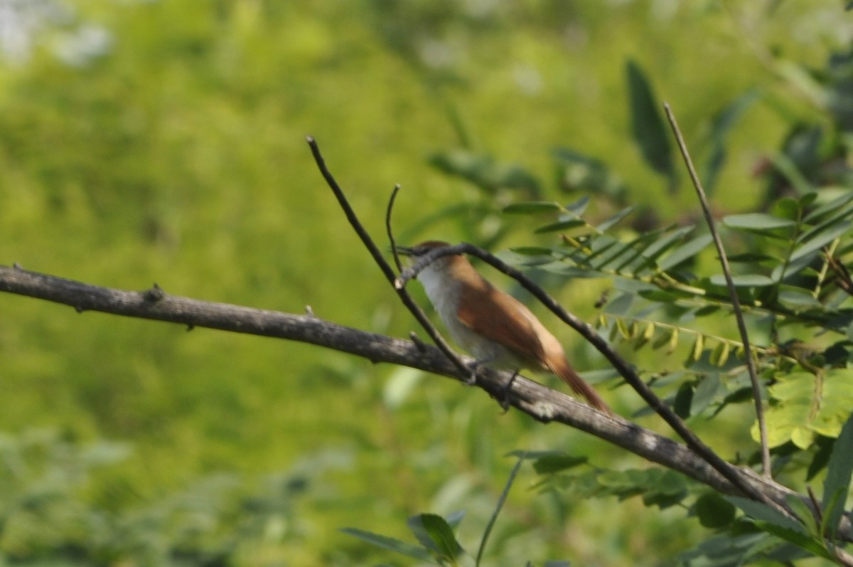 Yellow-chinned Spinetail - ML621006598