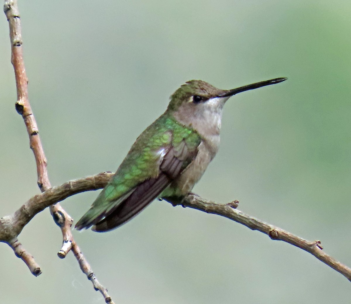 Black-chinned Hummingbird - ML621006612