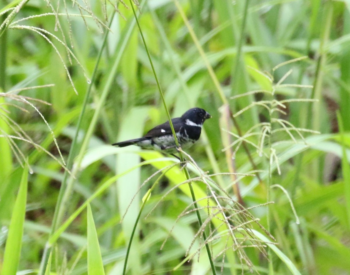 Variable Seedeater - ML621006624