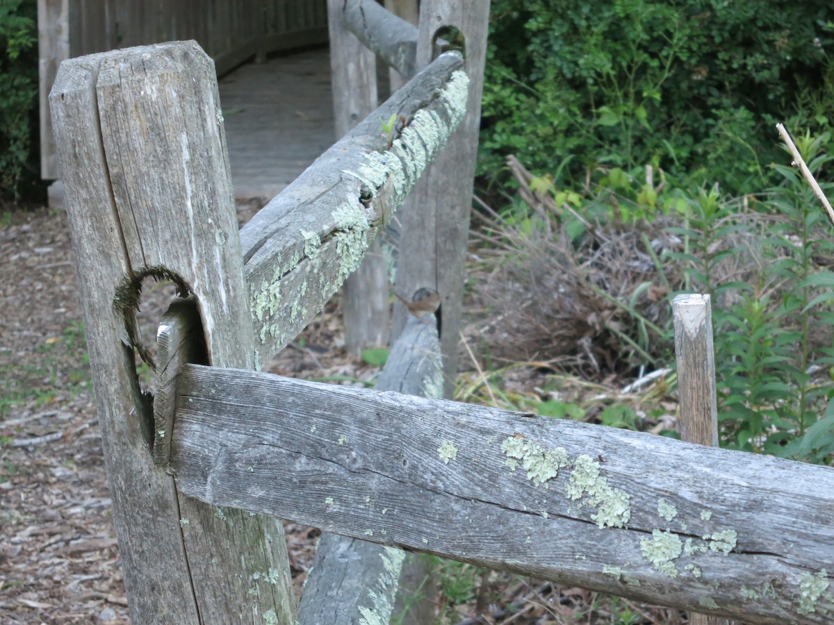 Northern House Wren - ML621006629