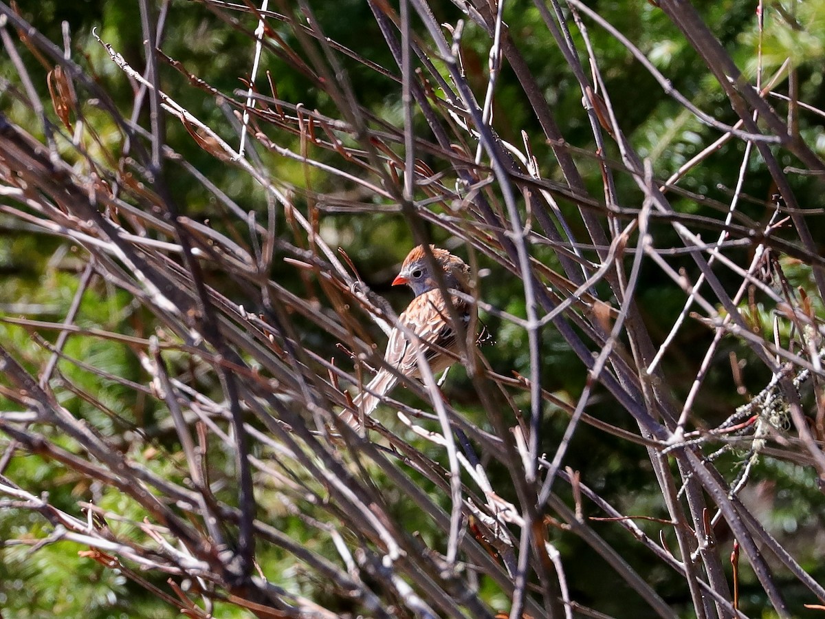 Field Sparrow - ML621006646