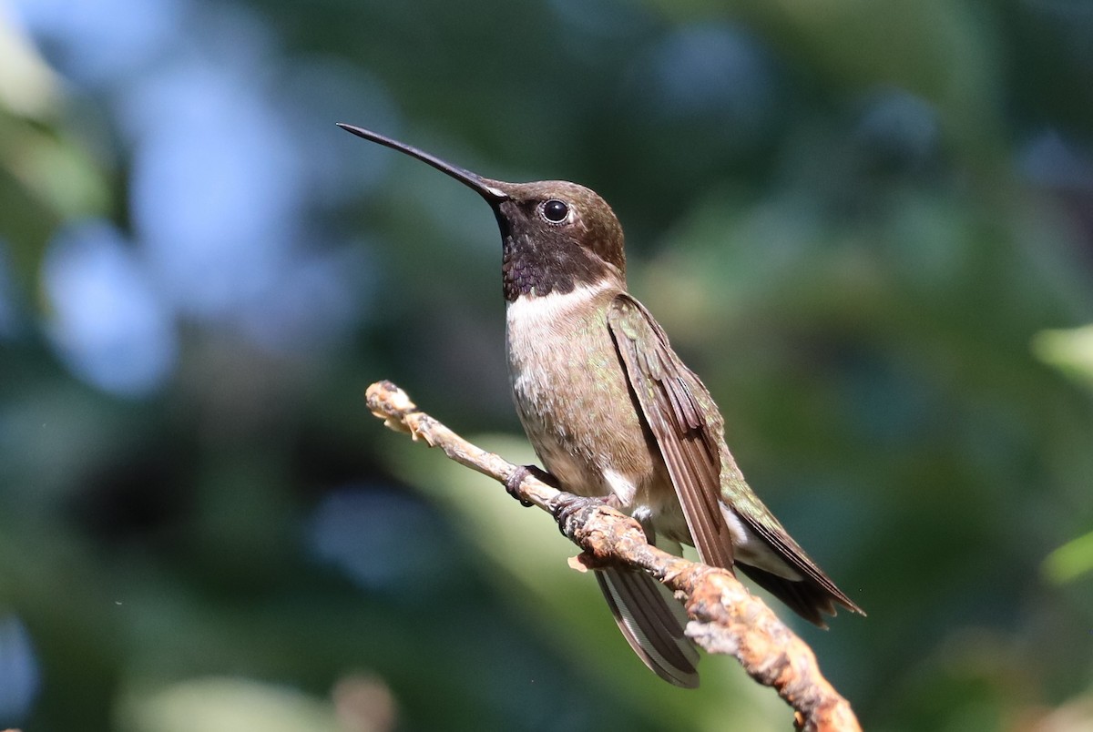 Black-chinned Hummingbird - ML621006711