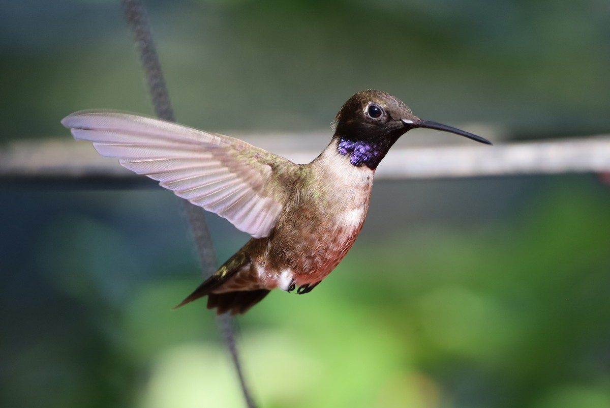 Black-chinned Hummingbird - ML621006712