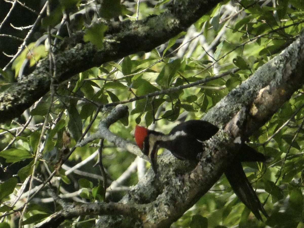 Pileated Woodpecker - ML621006734