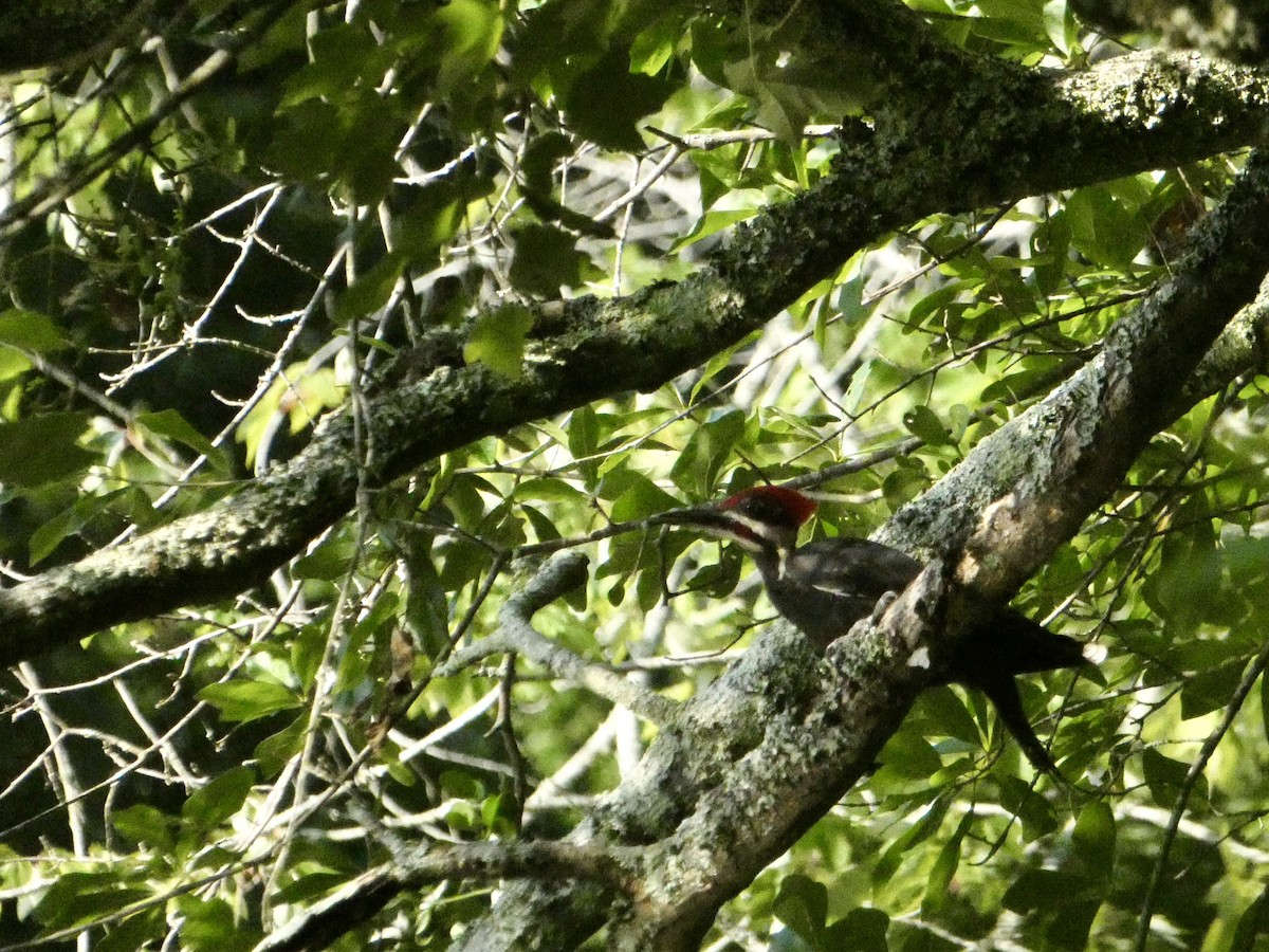 Pileated Woodpecker - ML621006735