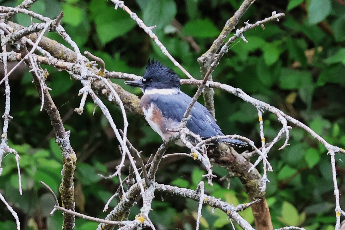 Belted Kingfisher - ML621006782
