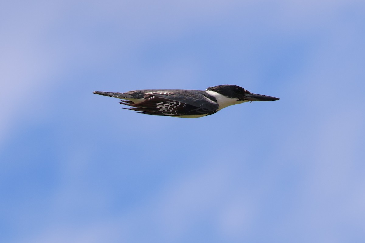 Belted Kingfisher - ML621006783