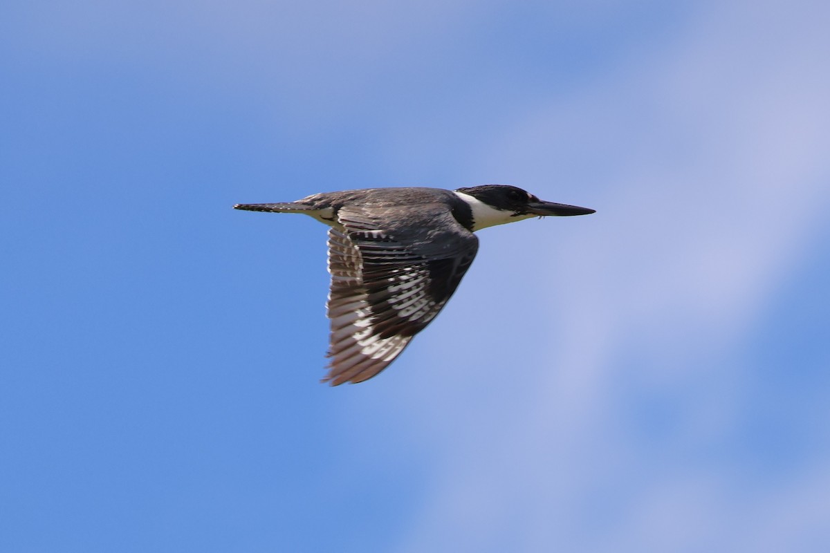 Belted Kingfisher - ML621006784