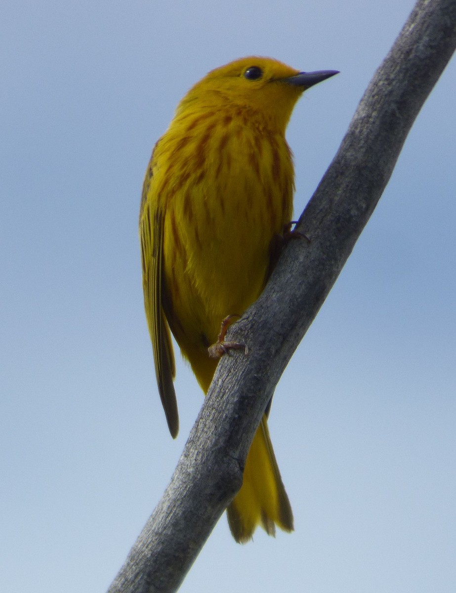 Yellow Warbler - ML621006787