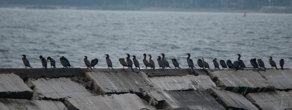 Double-crested Cormorant - ML621006792