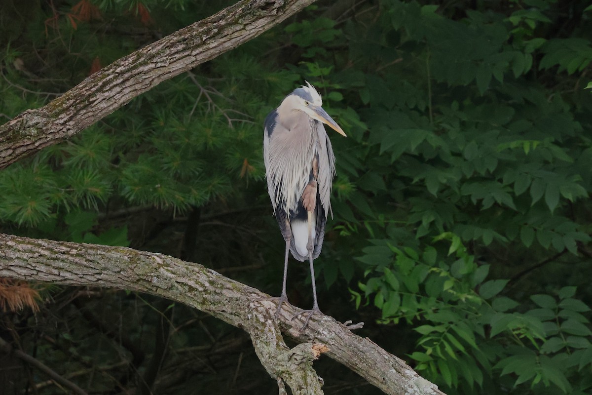 Great Blue Heron - ML621006805