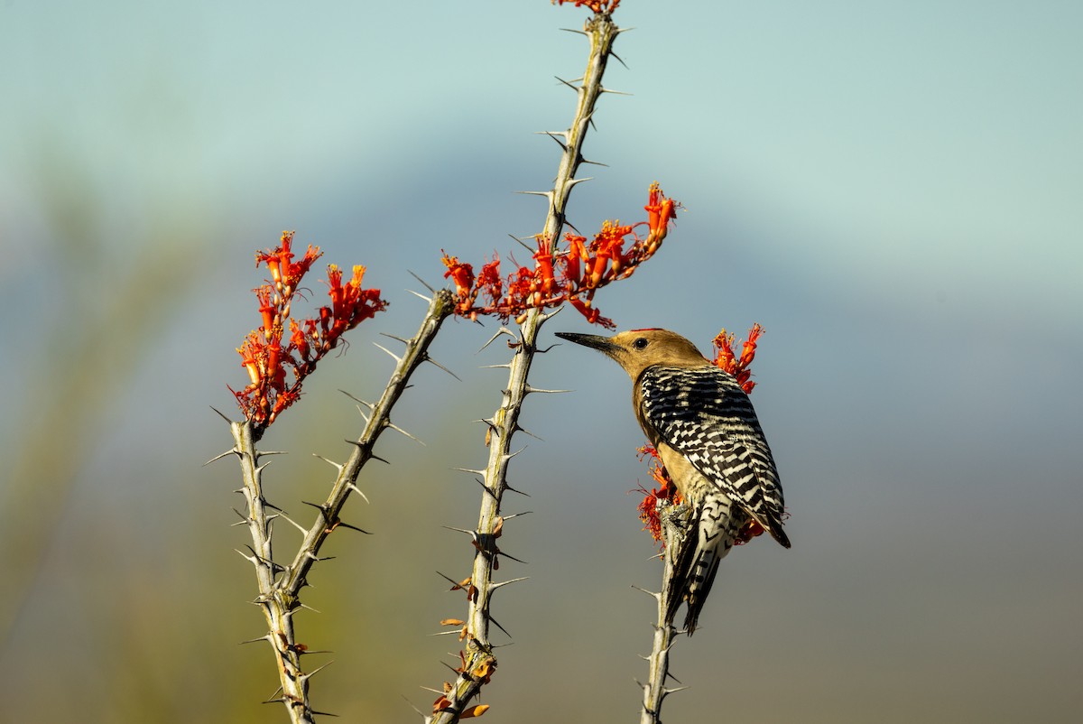 Gila Woodpecker - ML621006823