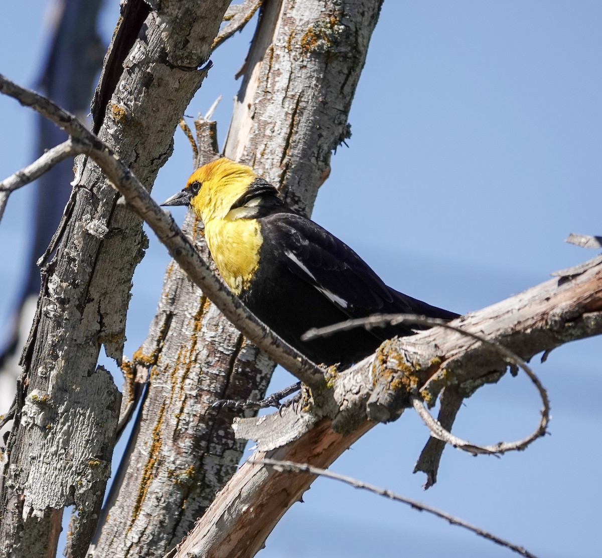 Yellow-headed Blackbird - ML621006831