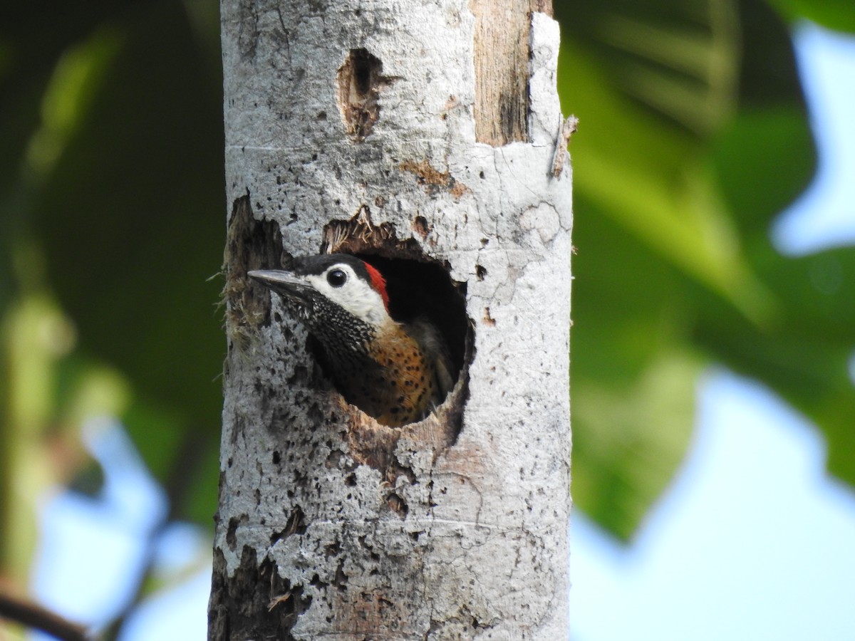 Spot-breasted Woodpecker - ML621006835