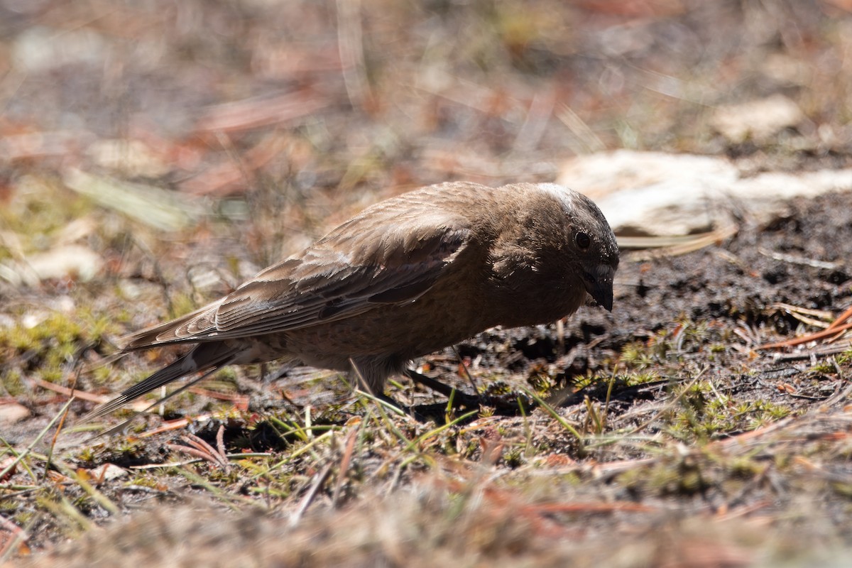 Gray-crowned Rosy-Finch - ML621006849