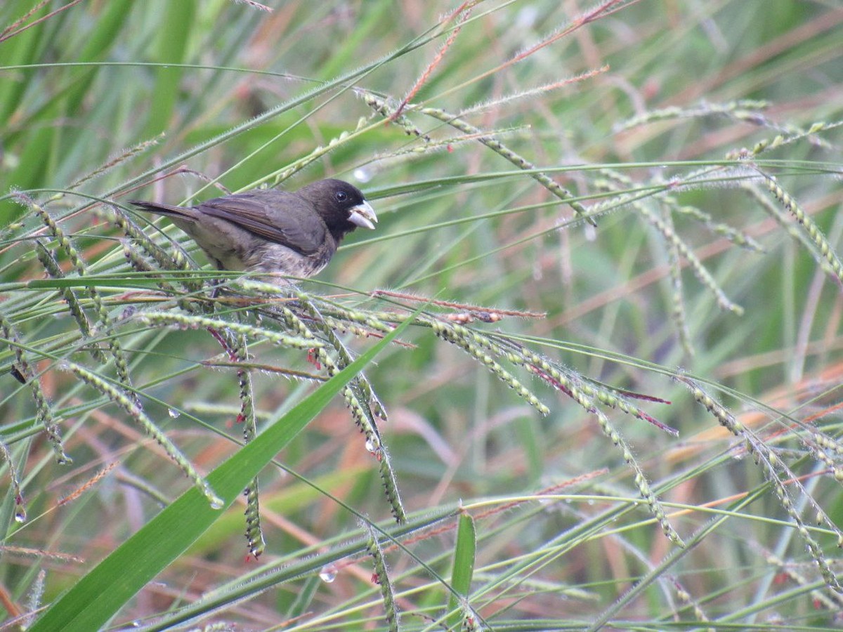 Yellow-bellied Seedeater - ML621006866