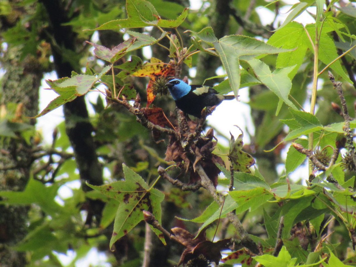 Blue-necked Tanager - ML621006886