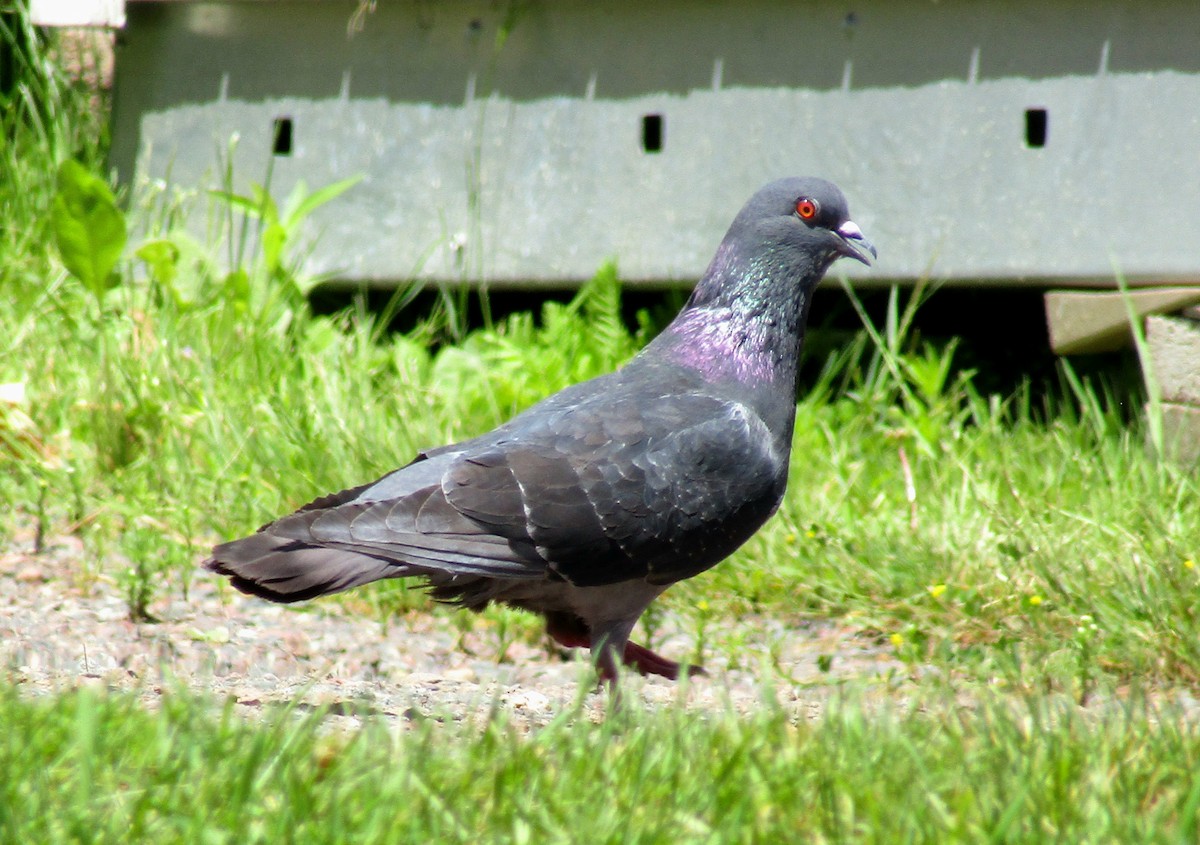 Rock Pigeon (Feral Pigeon) - ML621006887