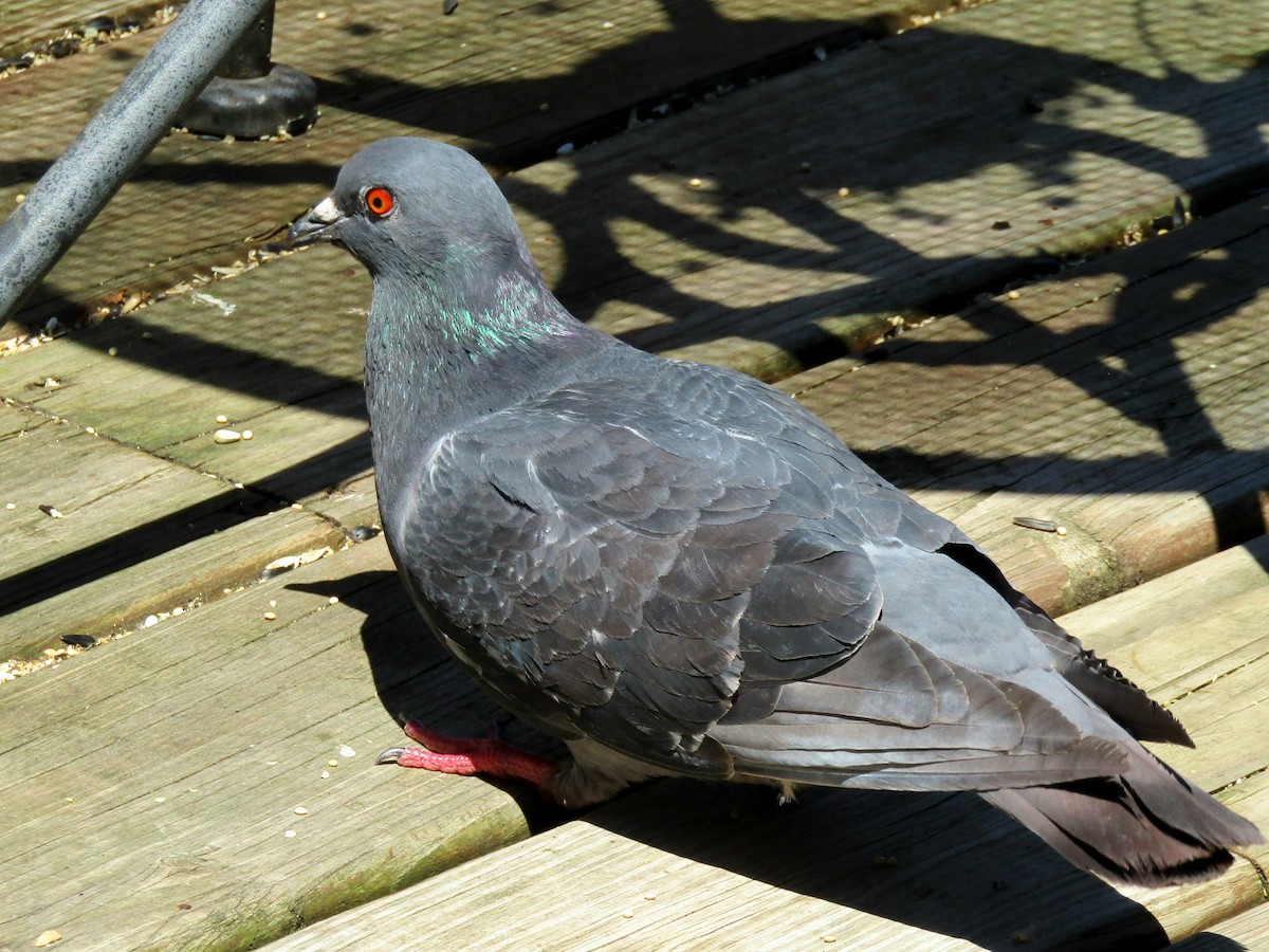 Rock Pigeon (Feral Pigeon) - ML621006889