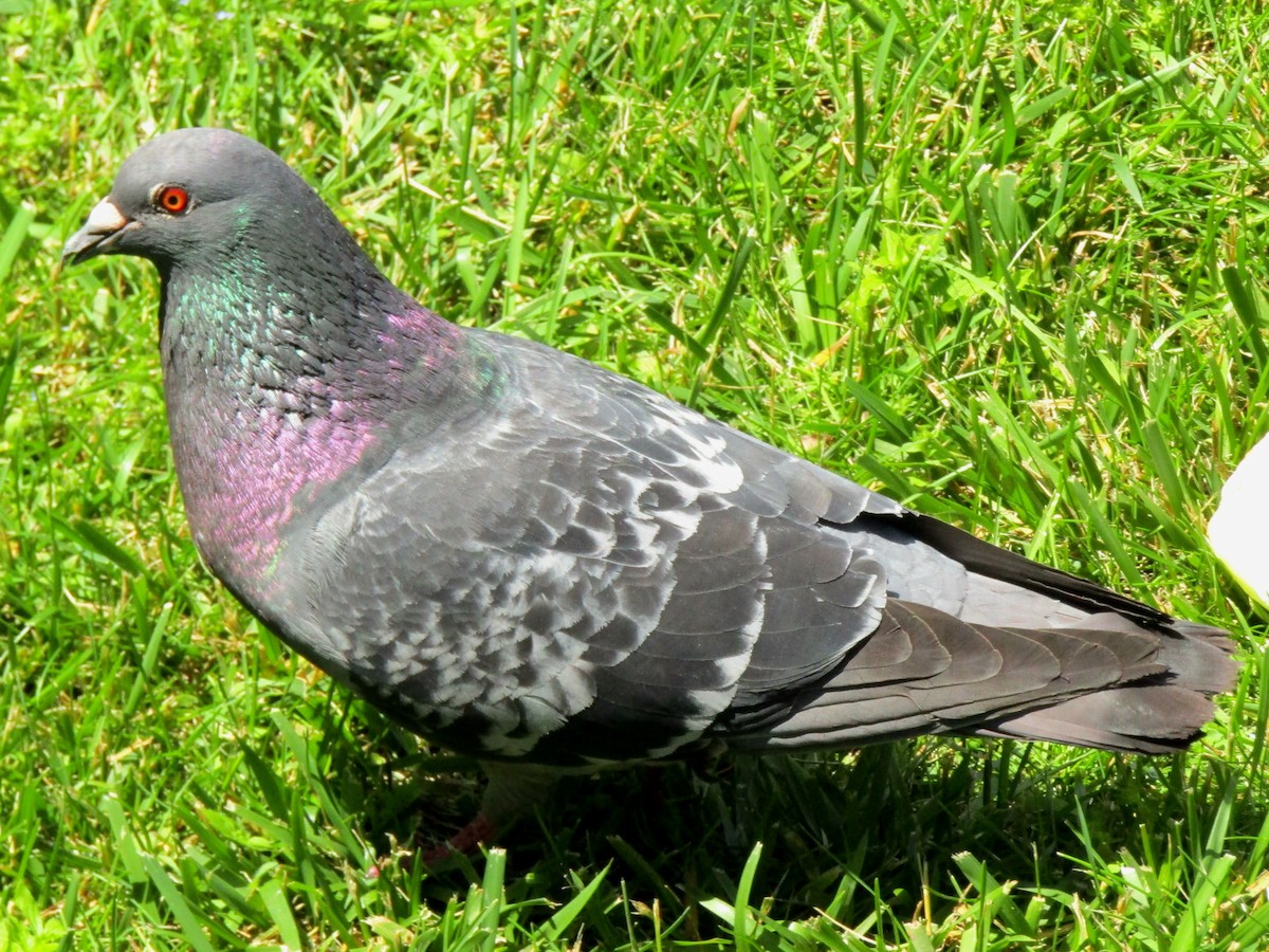 Rock Pigeon (Feral Pigeon) - ML621006890